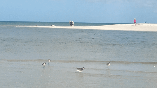 A Day in Paradise: Exploring Clam Pass Park in Naples, FL